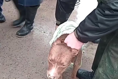 Rescatan animales hacinados en condiciones de abandono en una vivienda